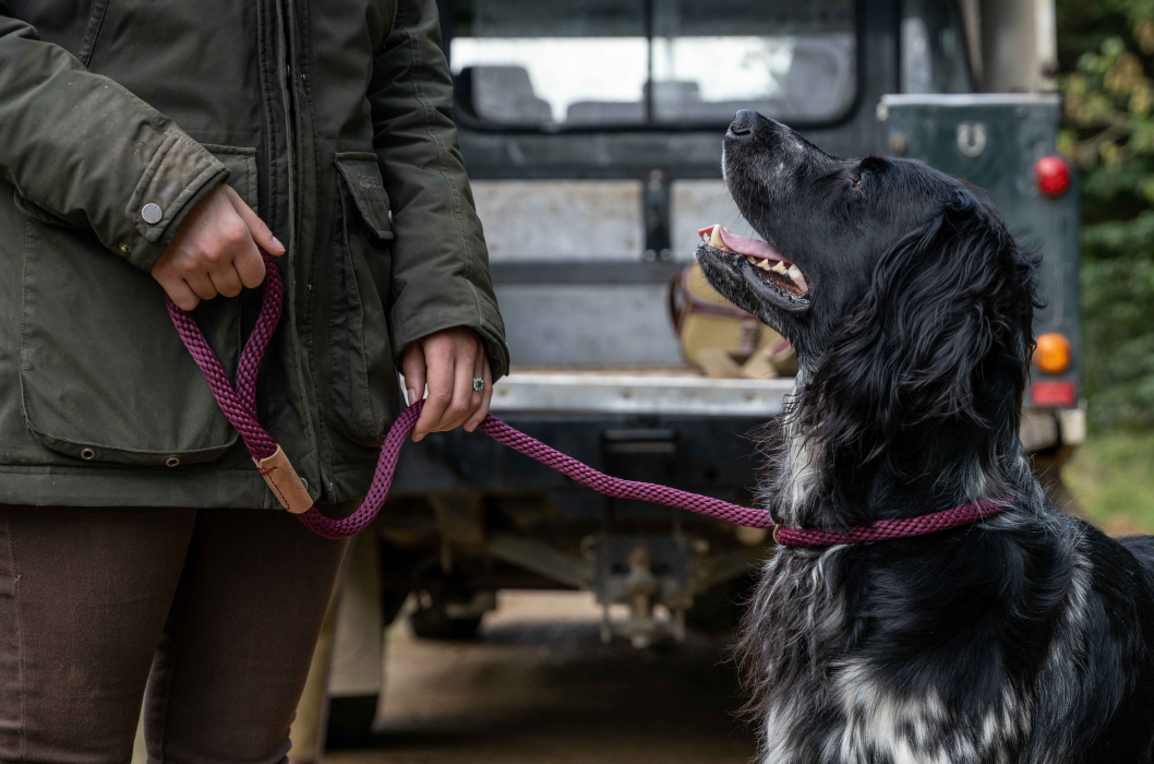 5 Easy Dog Walking Spots You Need To Try