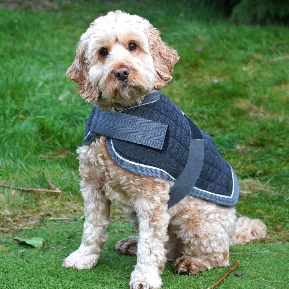 Mackey Thermo Dog Rug #colour_navy