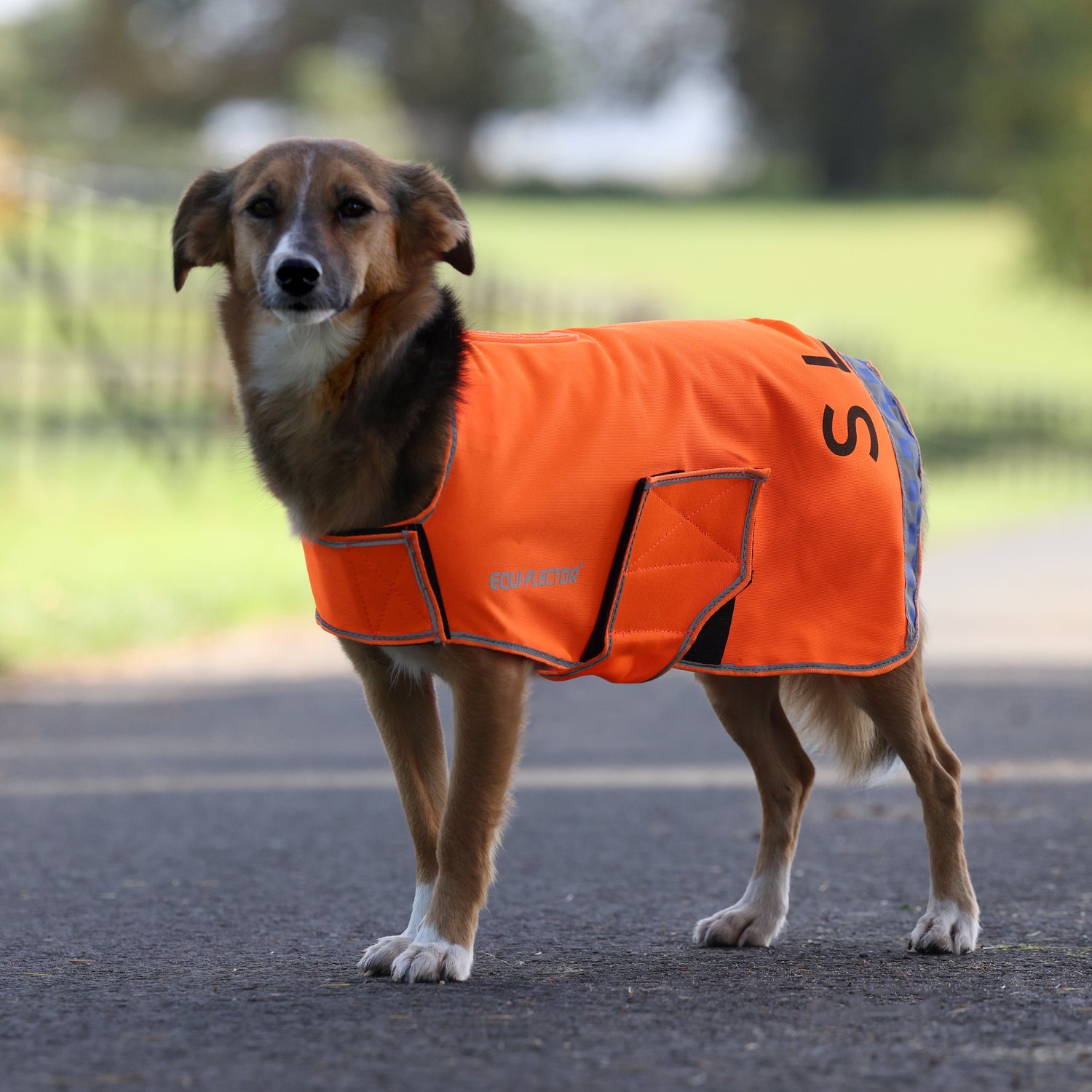 Shires EQUI-FLECTOR® Mesh Dog Coat #colour_orange
