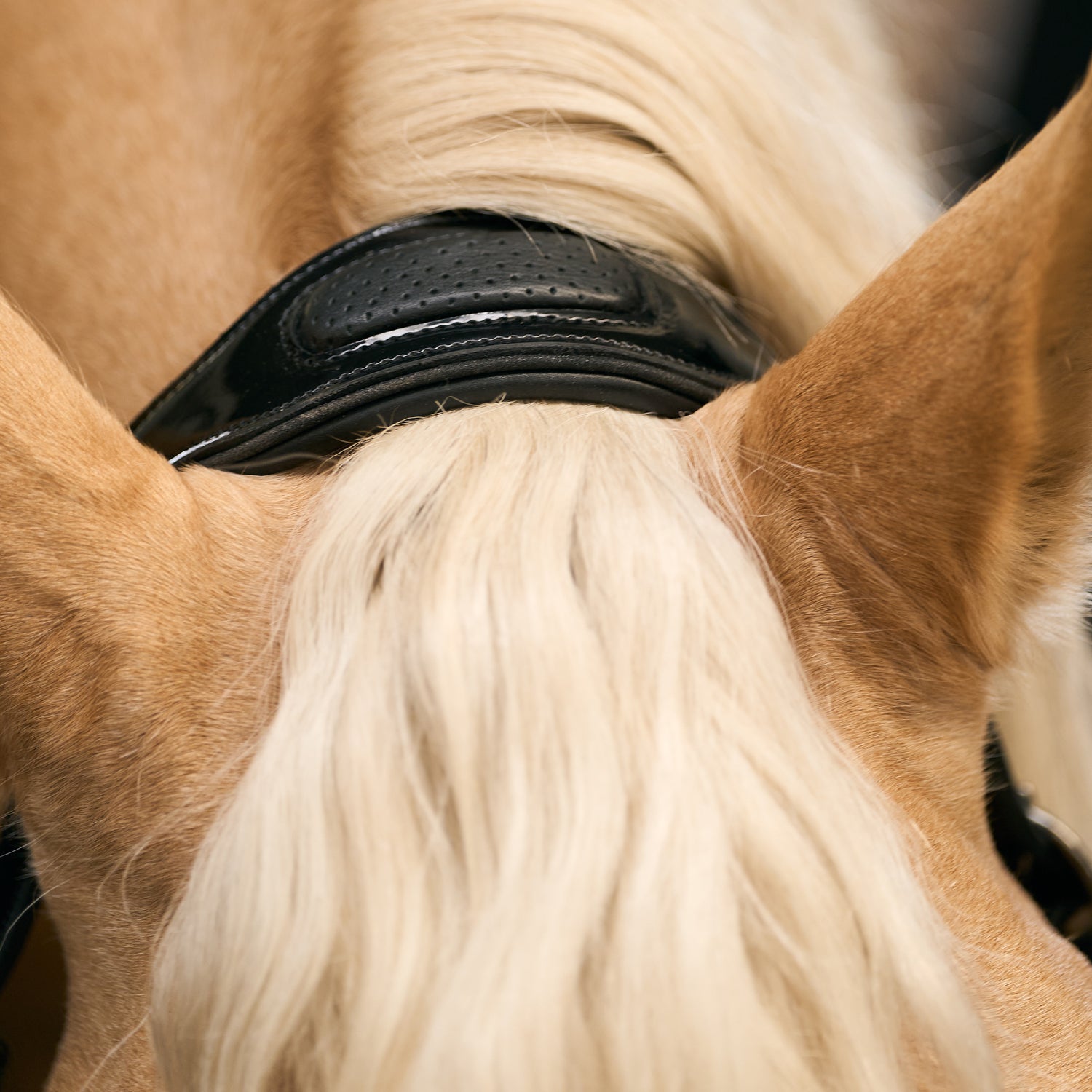 Imperial Riding Hera Headcollar #colour_black