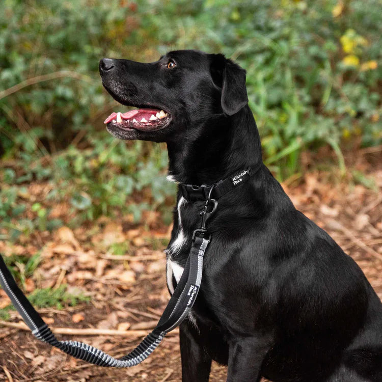 Mountain Paws Stretch Dog Lead #colour_black