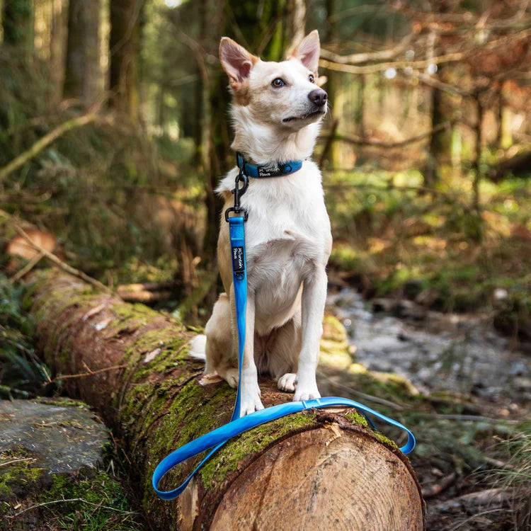 Mountain Paws Waterproof Dog Lead #colour_blue