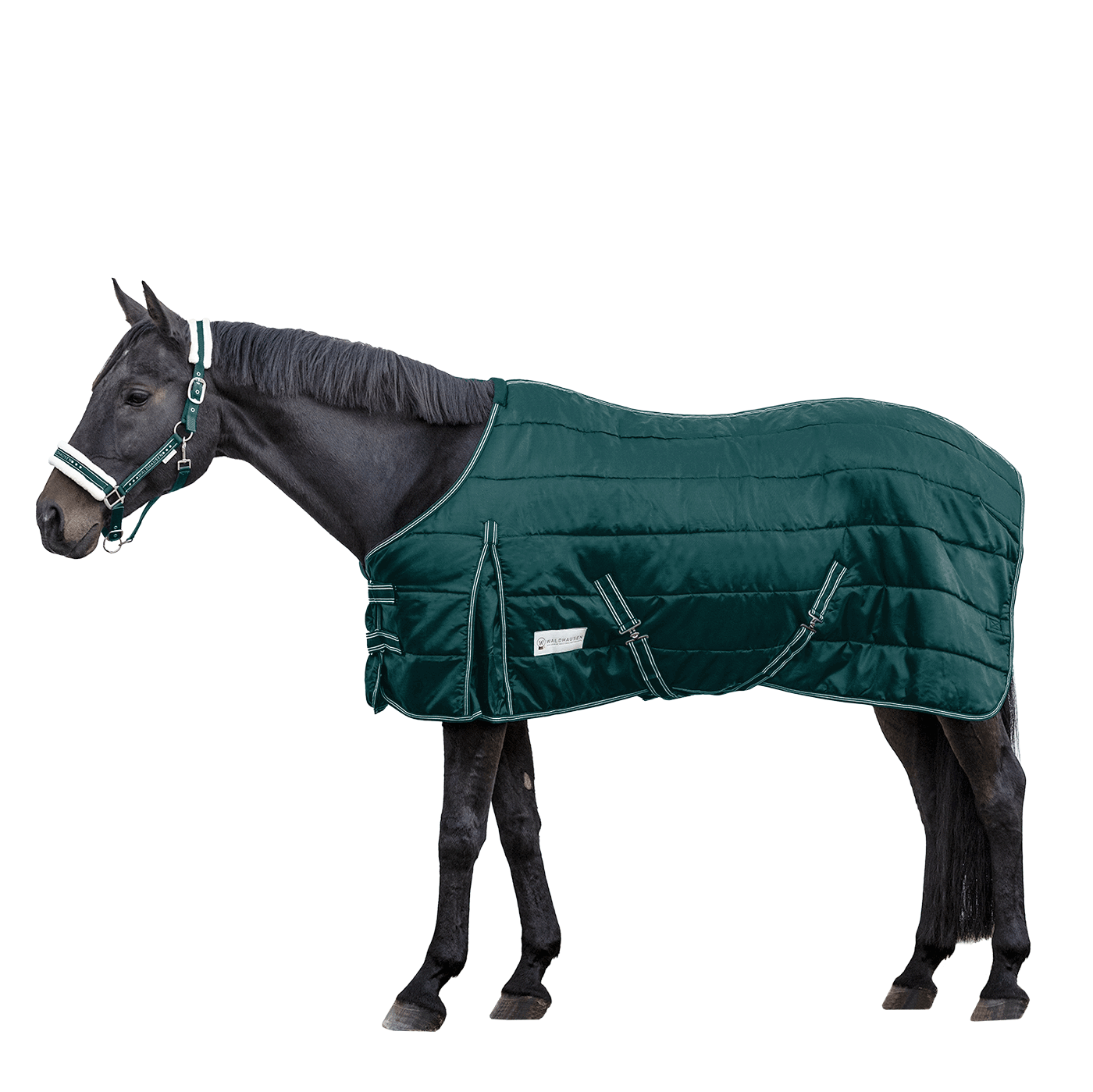 Waldhausen Economic 200g Stable Rug #colour_fir-green