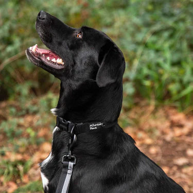 Mountain Paws Extra Tough Dog Collar #colour_black