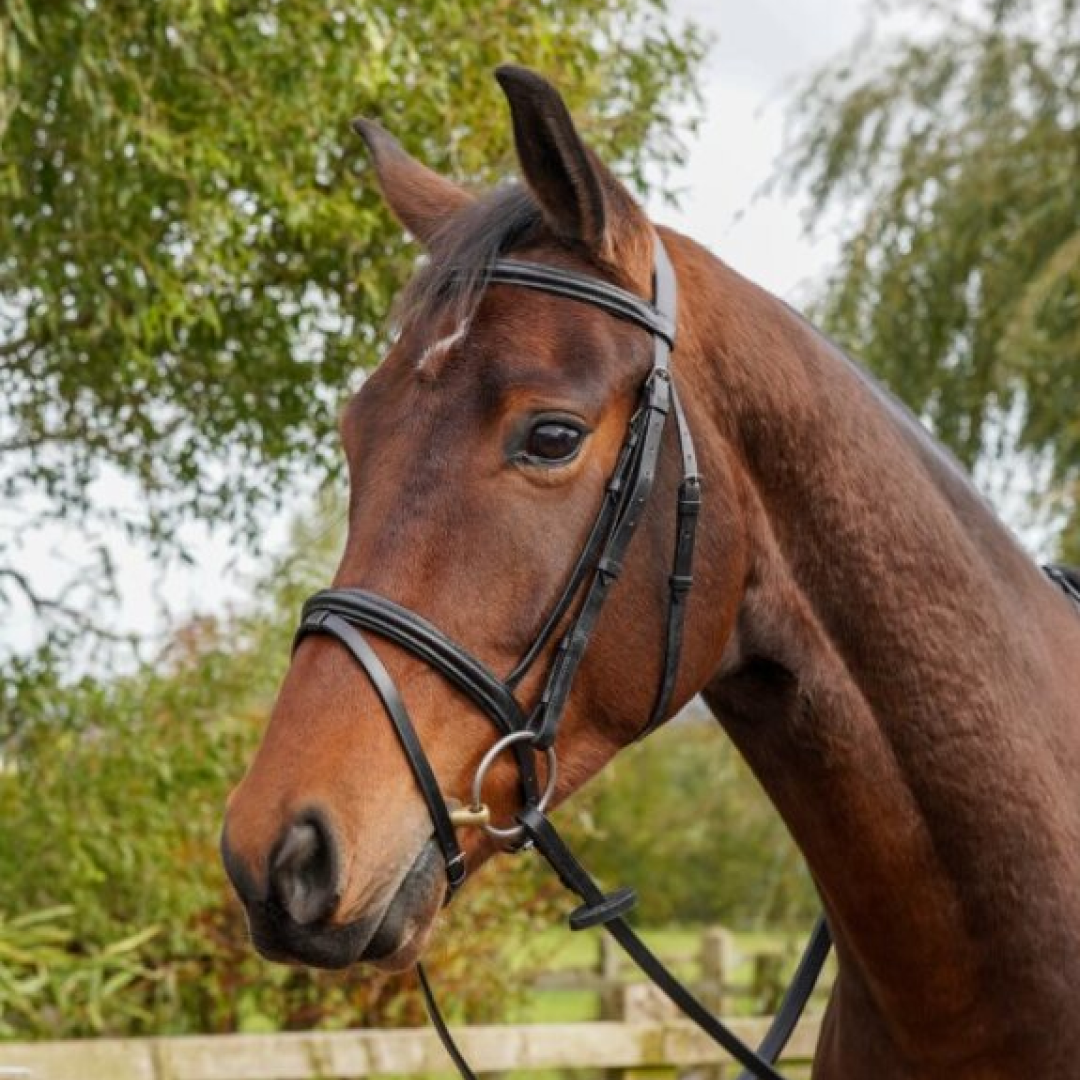 Gepolstertes Flash-Zaumzeug von GS Equestrian