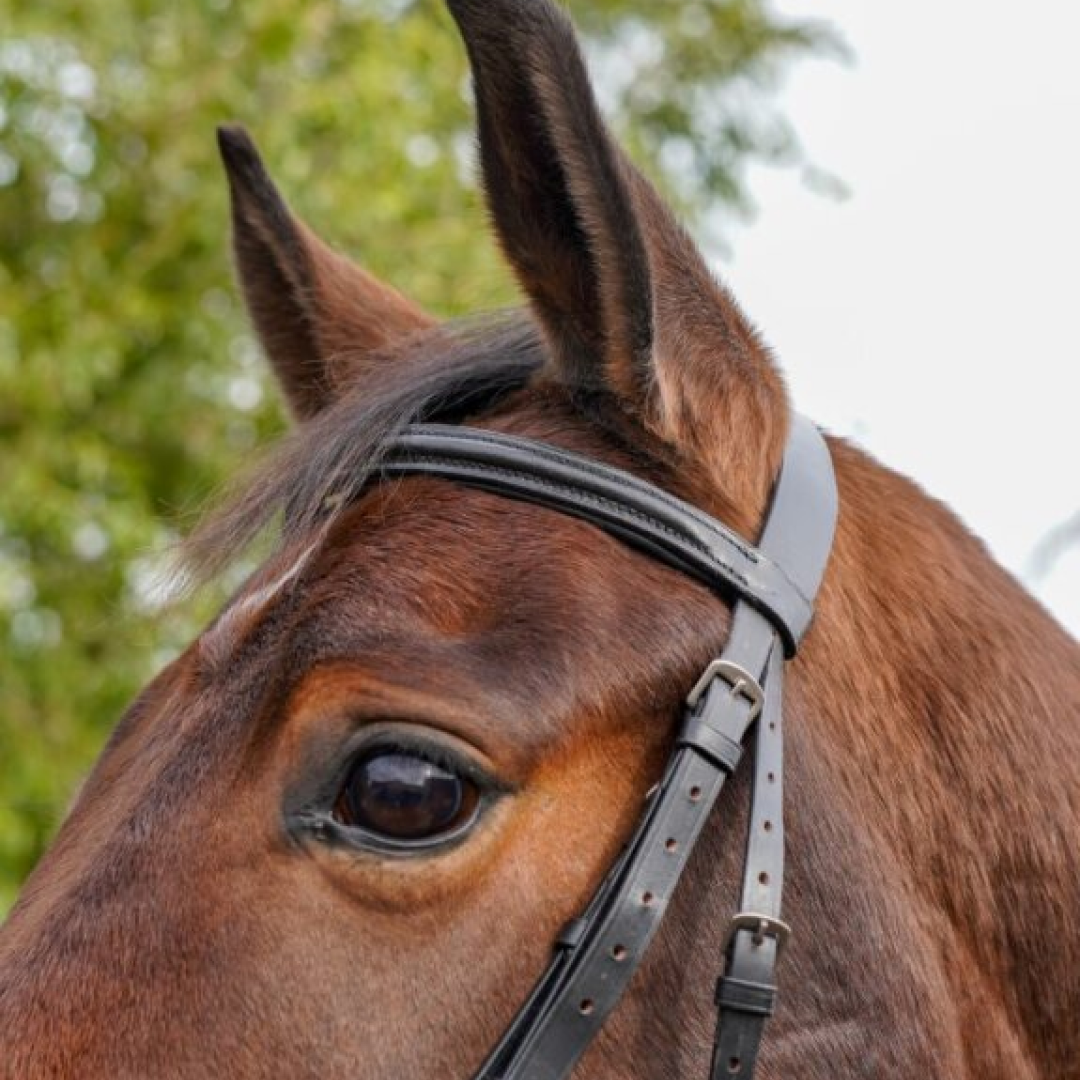 Gepolstertes Flash-Zaumzeug von GS Equestrian