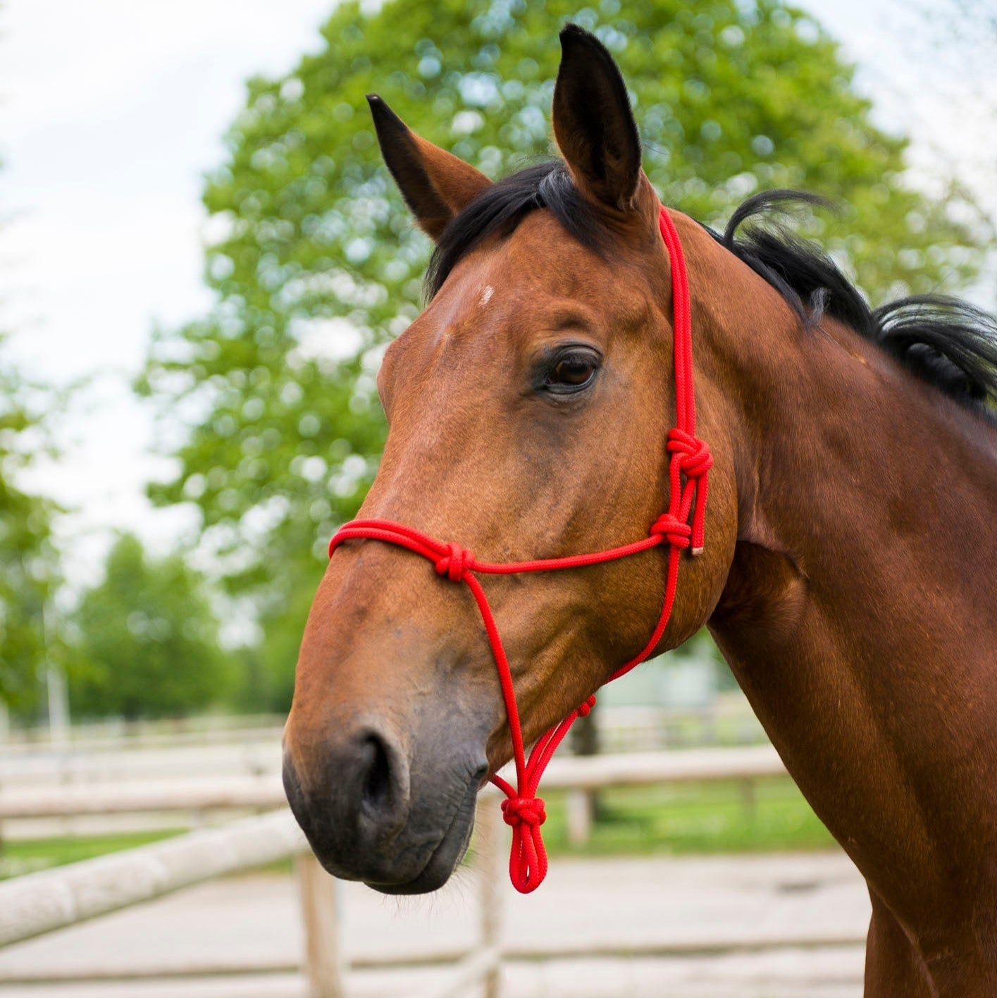 Norton First Rope Headcollar