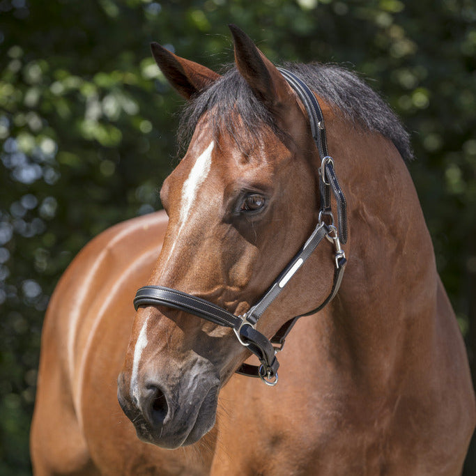 Norton Pro Grooming Leather Headcollar #colour_black