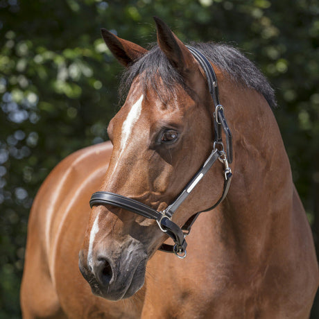 Norton Pro Grooming Leather Headcollar #colour_black