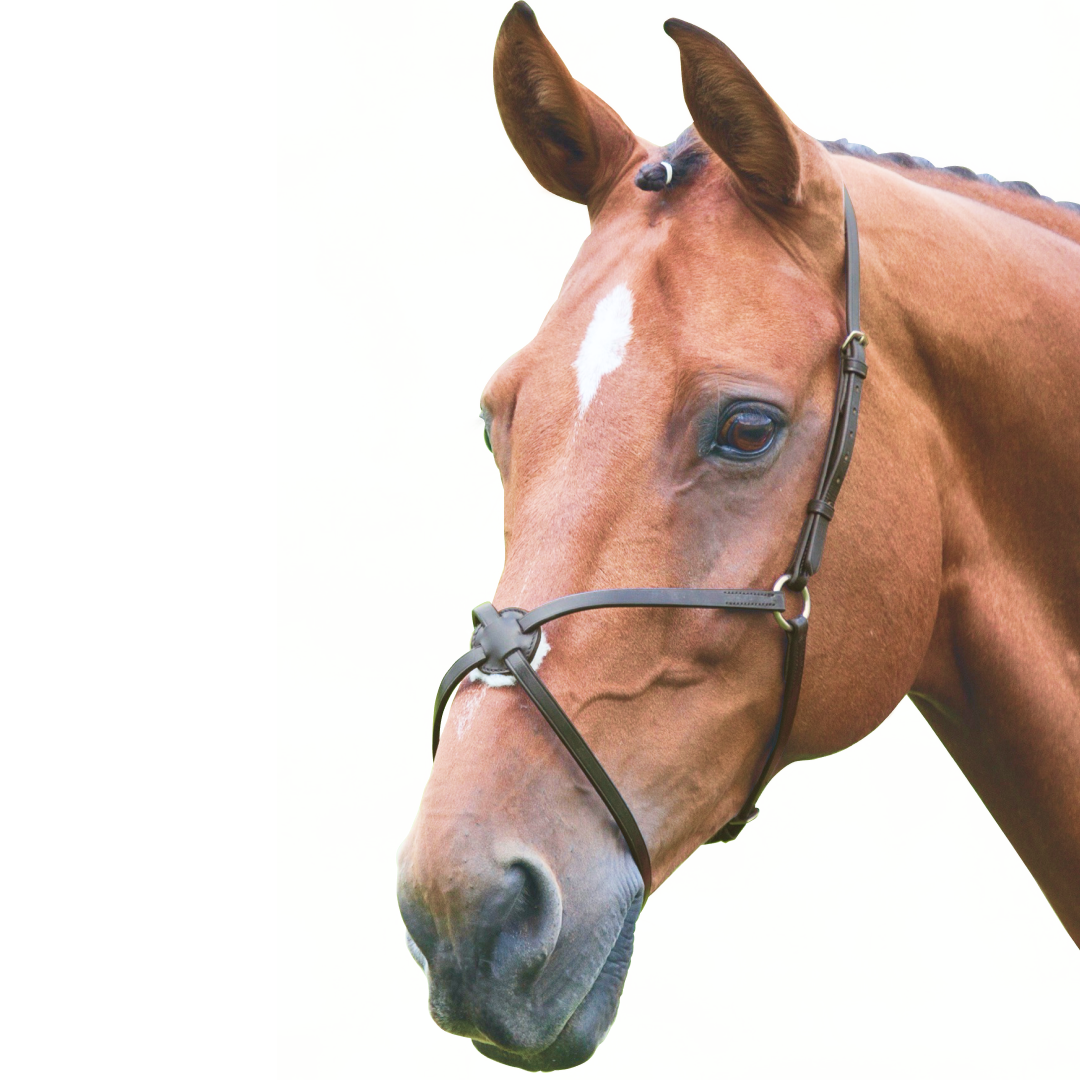 Shires Velociti GARA Mexikanisches Reithalfter