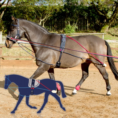 John Whitaker Trainingssystem