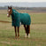 Weatherbeeta Comfitec Plus Dynamic 0G Detach-A-Neck Turnout #colour_forest-green-navy