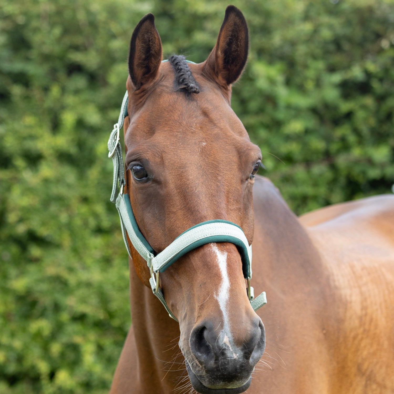 Hy Equestrian Mermaid Shimmer Head Collar and Lead Rope Set #colour_mint-green
