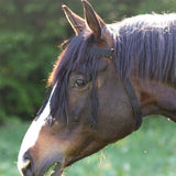 Waldhausen Fly Veil with Head Straps #colour_black