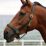 Coldstream Leather Padded Headcollar Brown