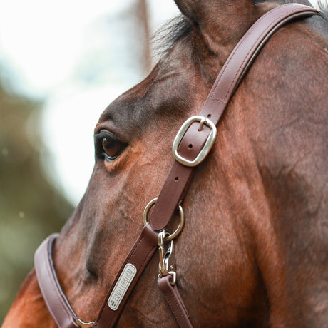 Equilibrium Stellar All-Weather Safety Headcollar #colour_brown