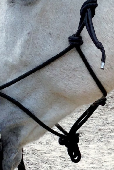 Norton Ethological Headcollar With Reins #colour_black