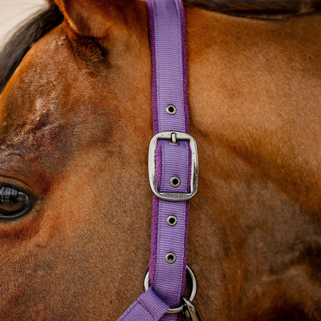 Horseware Ireland Amigo Headcollar & Leadrope Set #colour_winterberry