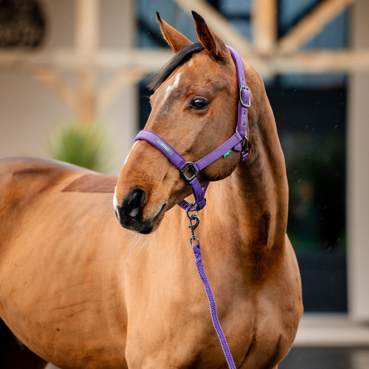 Horseware Ireland Amigo Headcollar & Leadrope Set #colour_winterberry