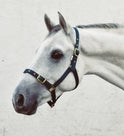 Mackey Economy Webbing Headcollar #colour_green