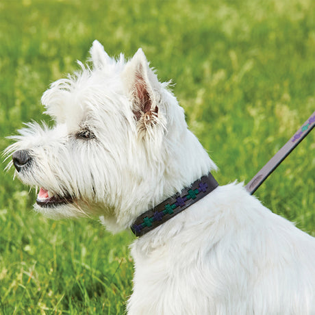 Weatherbeeta Polo Leather Dog Collar #colour_beaufort-brown-purple-teal