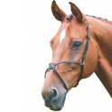 Muserolle Mexicaine Shires Velociti GARA