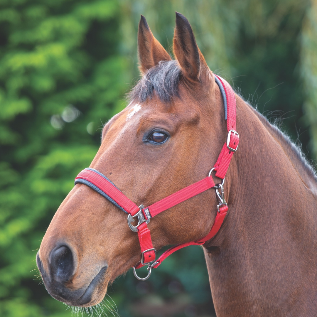 Shires Padded Headcollar #colour_red