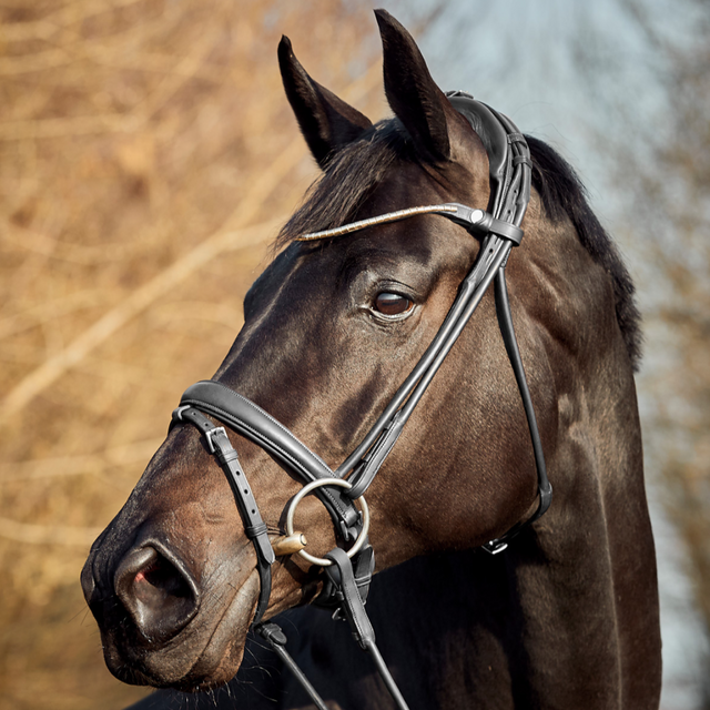 Finesse Himalaya Flash Bridle #colour_black-black-silver